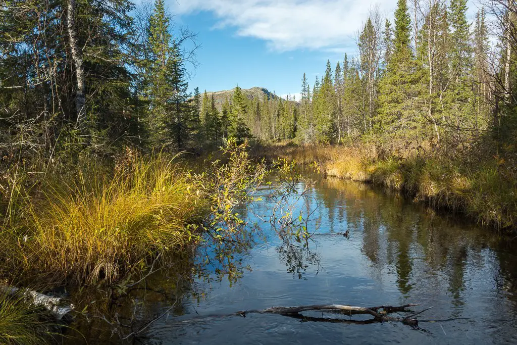 Les rivières coulent tranquillement dans la forêt durant le voyage à Sarek