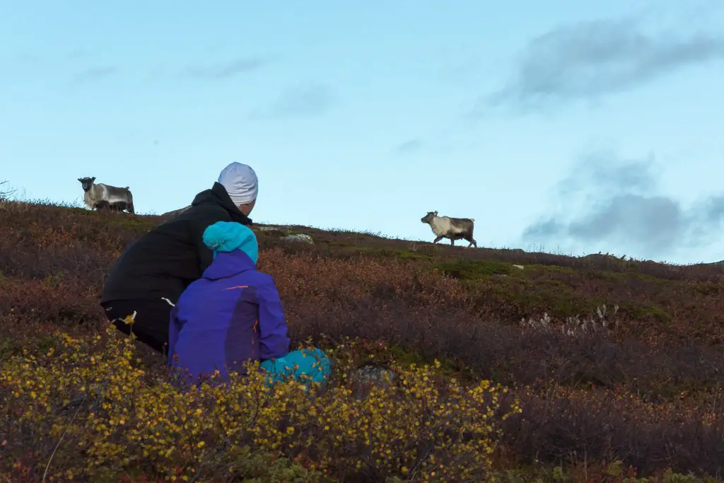 Sissou et Victor en affut devant des rennes lors de notre voyage à Sarek