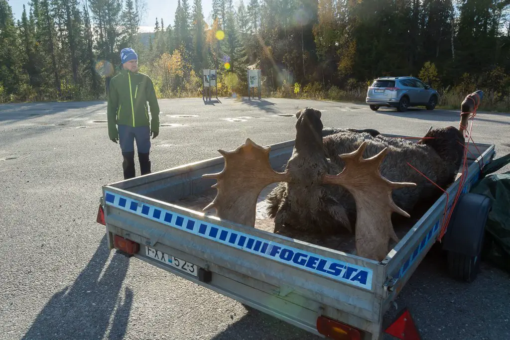 Un élan mort dans une remorque à notre arrivée à Kvikkjokk lors du séour à sarek