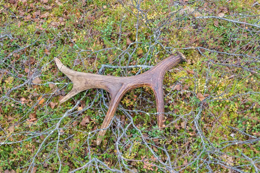 Un bois de jeune élan lors du séjour randonnée à Sarek