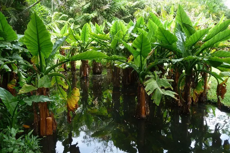 Jardins de Pamplemousses