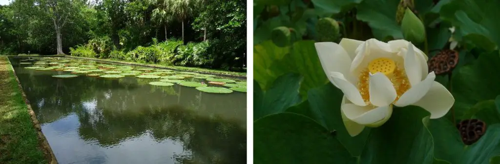 Jardins de Pamplemousses à l