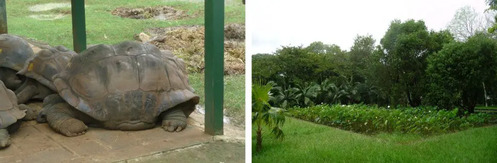 Jardins de Pamplemousses