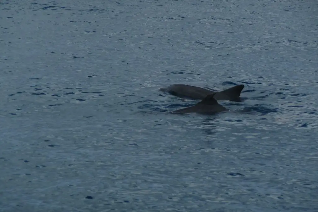 Dauphins durant mon voyage à l’Île Maurice