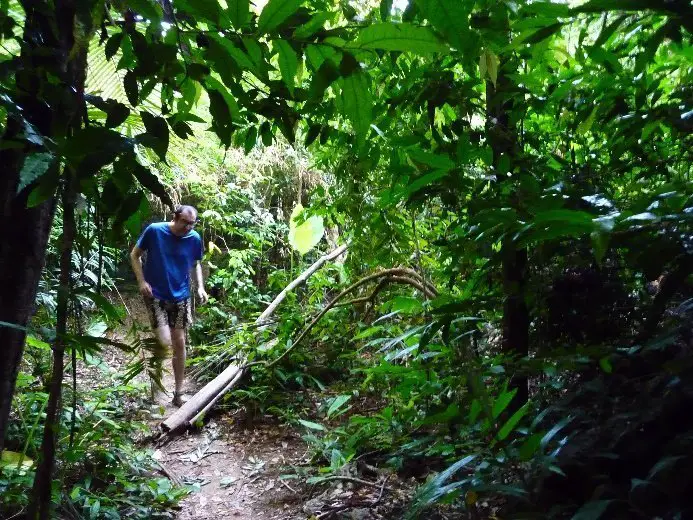 Do dans la jungle de Thaïlande