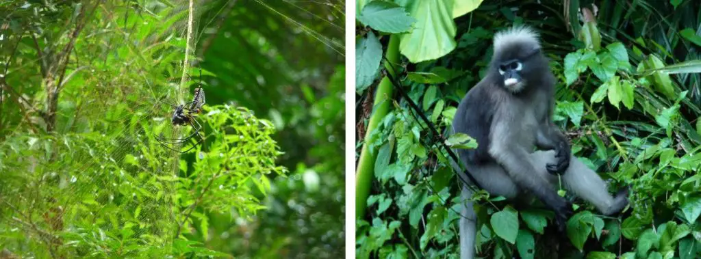 Singes et araignées rencontrées durant notre séjour escalade en Thaïlande à Tonsaï