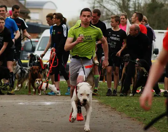 Jeremy SENECHAL courant avec son chien au départ du Canicrosss