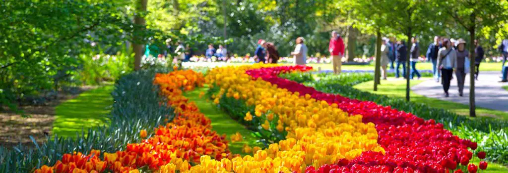 Les tulipes du parc de Keukenhof