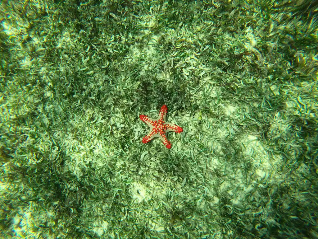 etoile de mer dans une eau cristalline de Zanzibar