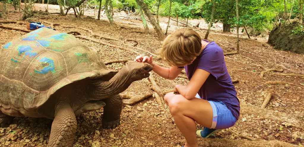 Tortuess géantes protégées sur l