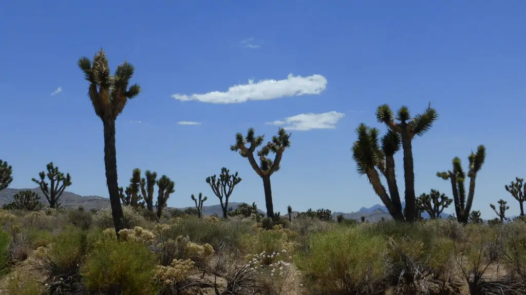 Arbres de Josué durant notre roadtrip aux Etats-Unis