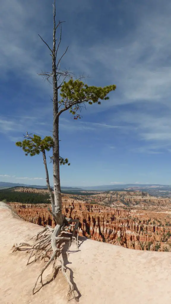 Un pin flexible (pinus flexilis) contemplant Bryce canyon