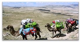 Caravane de chameau avec tout le matériel pour l'expédition au Mustagh Ata en Chine