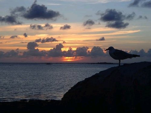 Goeland sur fon de couche de soleil en bretagne