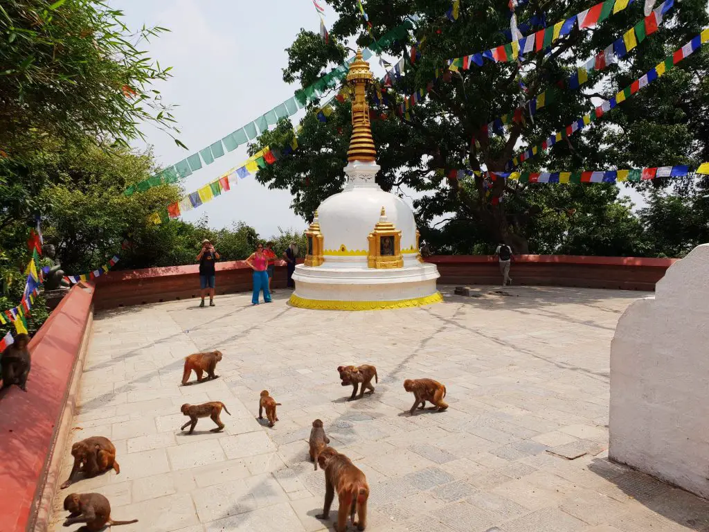 Les singes du stupa de Swayambhunath
