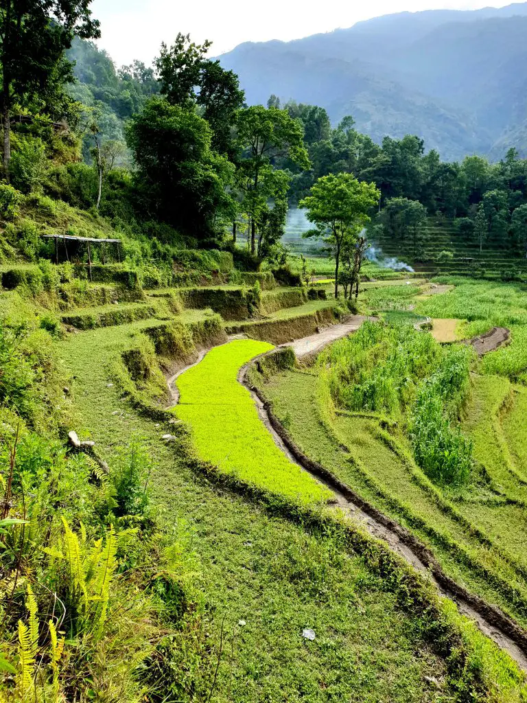 Les rizières verdoyantes Népalaise