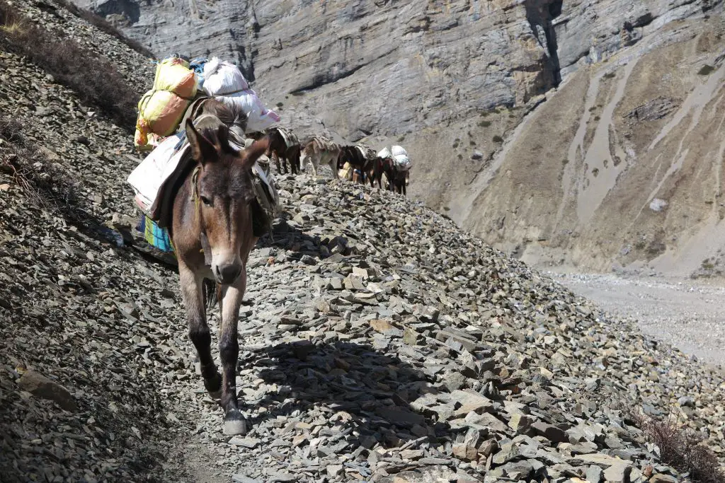 Sur le chemin de THORANG PHEDI au Népal les ânes auraient pu nous aider à porter nos sacs, mais nous avons préféré nous débrouiller seuls quittent à être plus épuisés