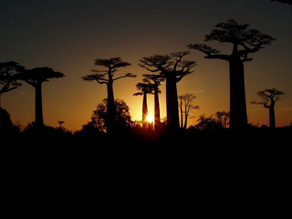 Allée des baobabs à Madagascar Allée des baobabs à Madagascar