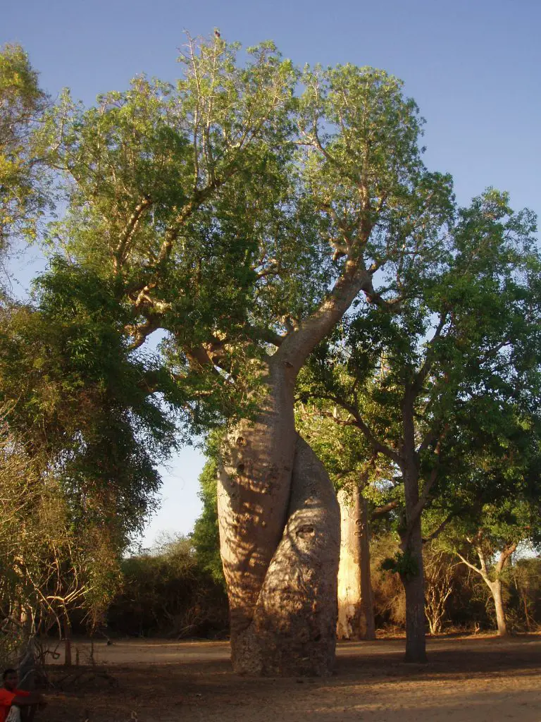 Randonnée sur la route des Baobabs amoureux à Madagascar