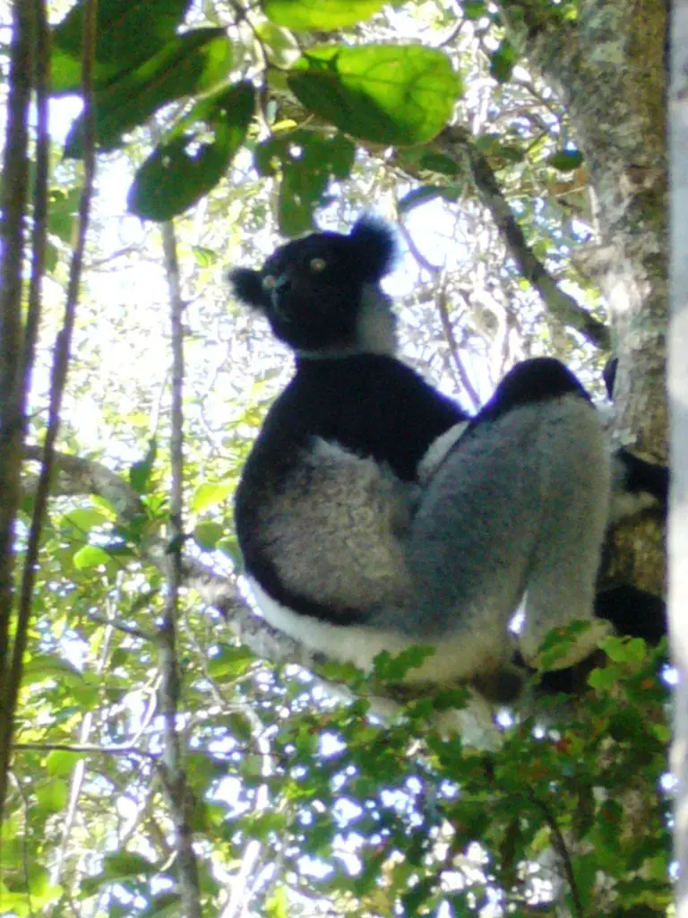 Forêt indri-indri dans le parc national d’Andasibe à Madagascar