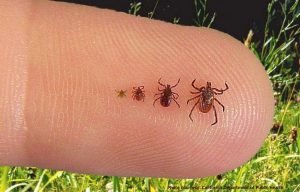 Les tiques sont des insectes transmettant la maladie de Lyme
