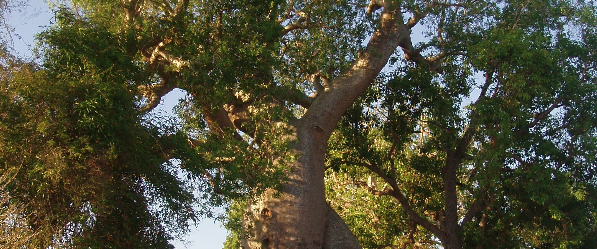 Randonnée sur la route des Baobabs amoureux à Madagascar