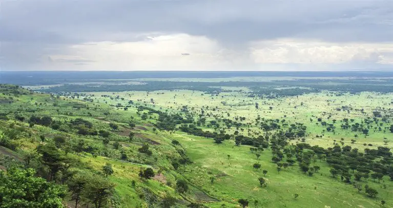 forêt dense de Bwindi en Ouganda