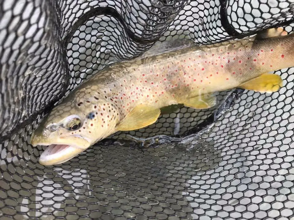 Magnifique Truite pêchée sur le Guil dans les Hautes-alpes