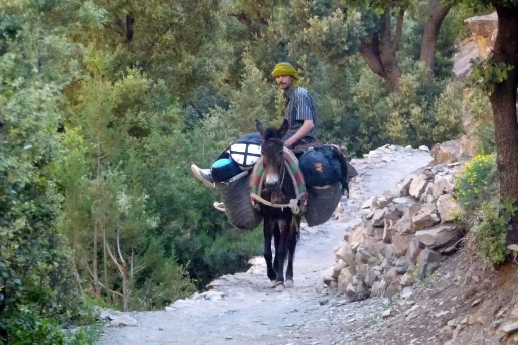 Abdullah et sa mule sur le chemin qui mène à Taghia