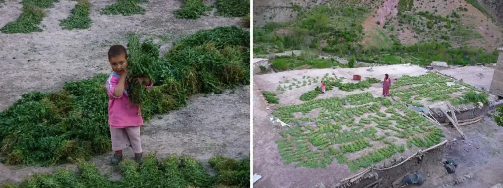 Séchage du fourrage à Taghia