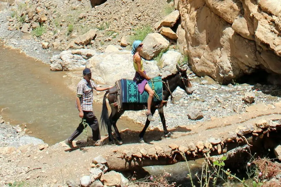 Sur le retour de Taghia dans les montzgnes berberes au maroc