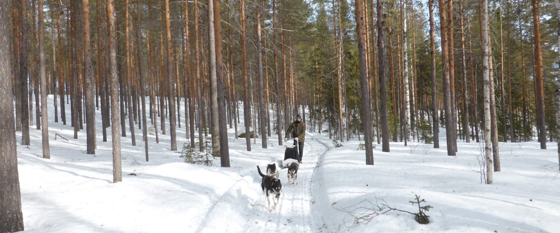 Raid en chiens de traîneau en laponie suédoise à Avaträsk