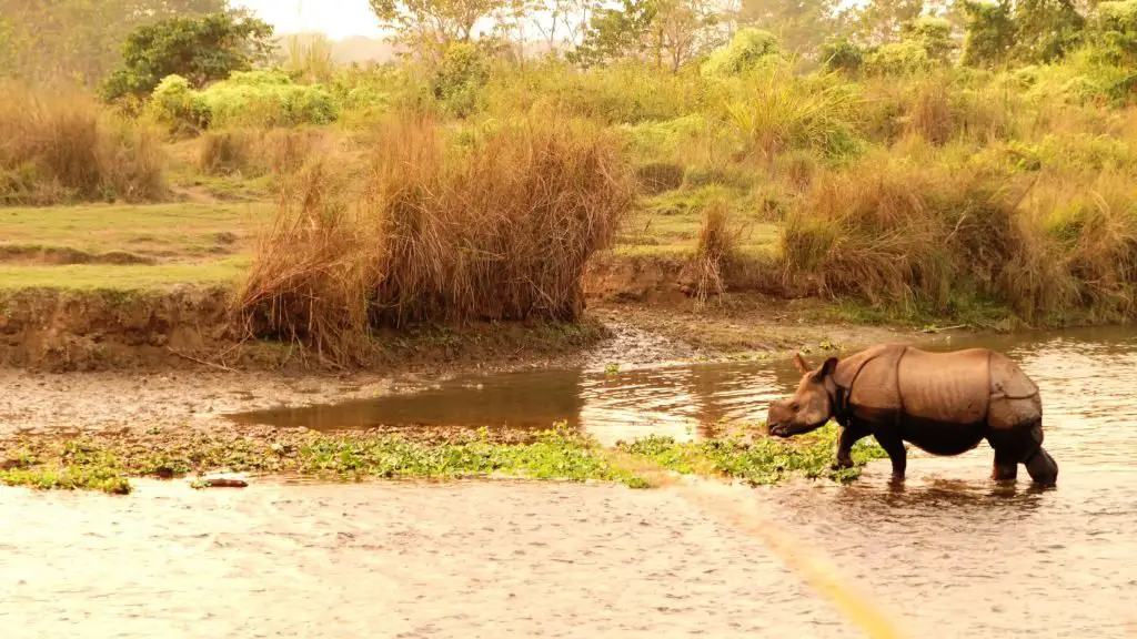 A la rencontre du rhinocéros unicorne dans le Parc National du Chitwan, Népal