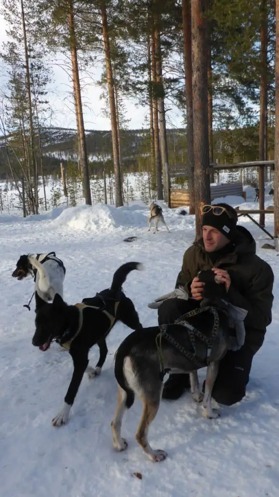 Chien de traîneau en Laponie Suédoise à Avaträsk