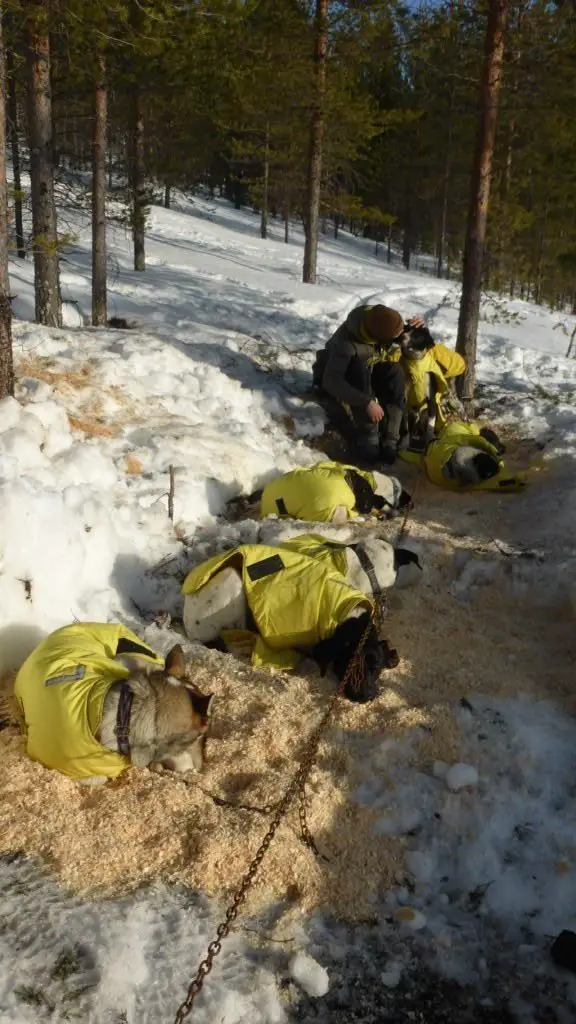 Repos des chiens de traîneau en Laponie suédoise