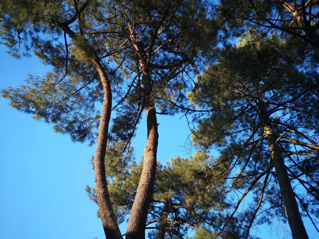 La respiration en conscience avec les arbres