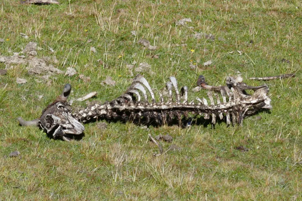 squelette d'animal au Pérou qui nous rappelle ce qui nous attend si on oublie notre crème solaire 