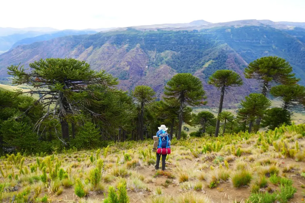 Arbres en amérique du Sud au Chili