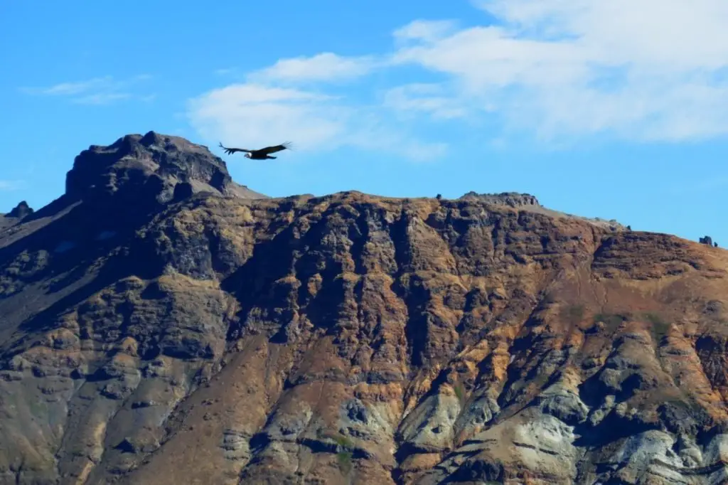 Ballet des condors dans le ciel chilien en amérique du Sud