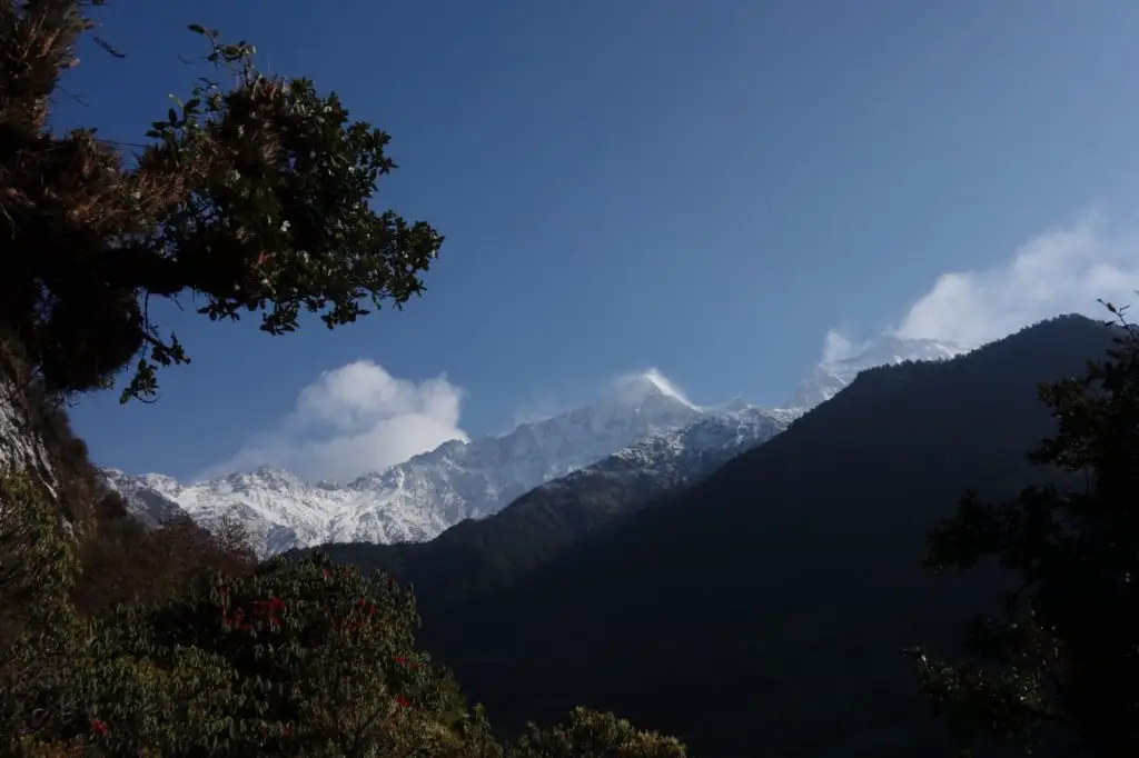Les sommets himalayens se dévoilent entre les rhododendrons