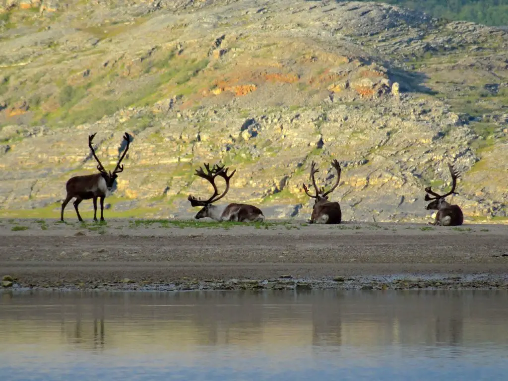 Randonnée en Finlande et rencontre avec les rennes au bord de l'eau