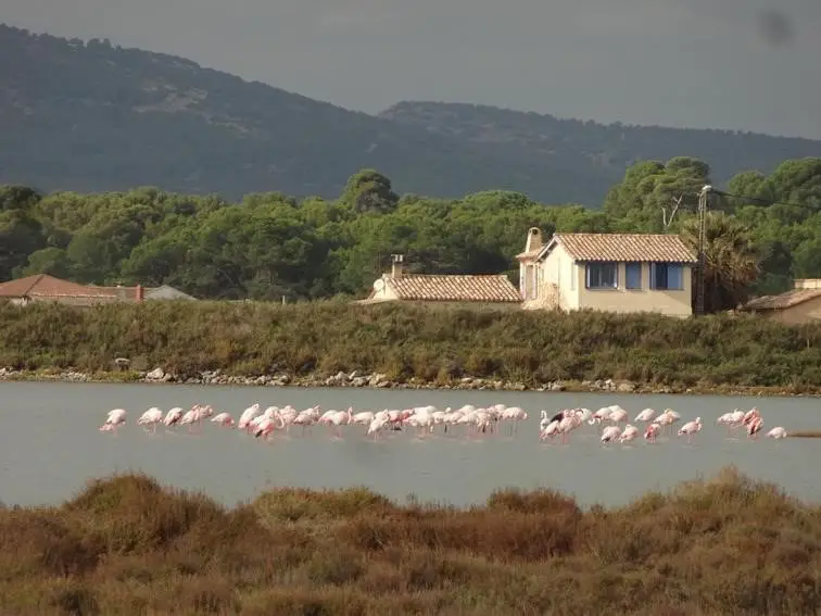 Flamands roses prenant un bain de pieds (Région de Sète, France)