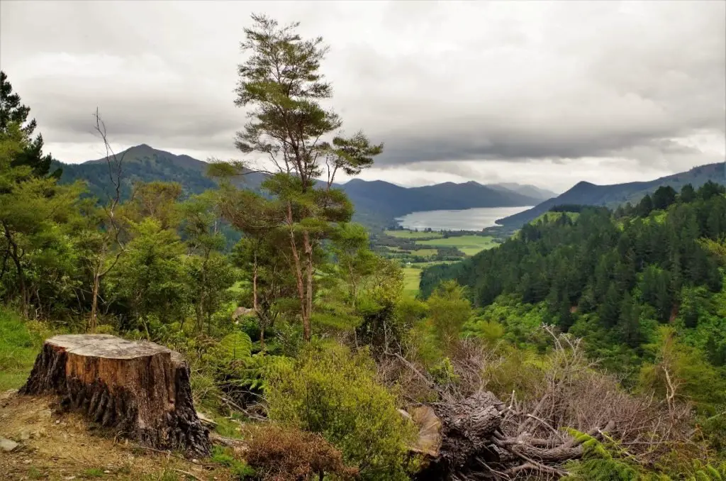 Forêt de pins en Nouvelle-Zélande sur le QCT