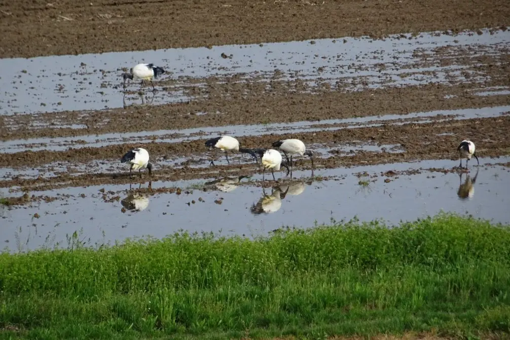 Ibis sacré dans le piémont en Italie