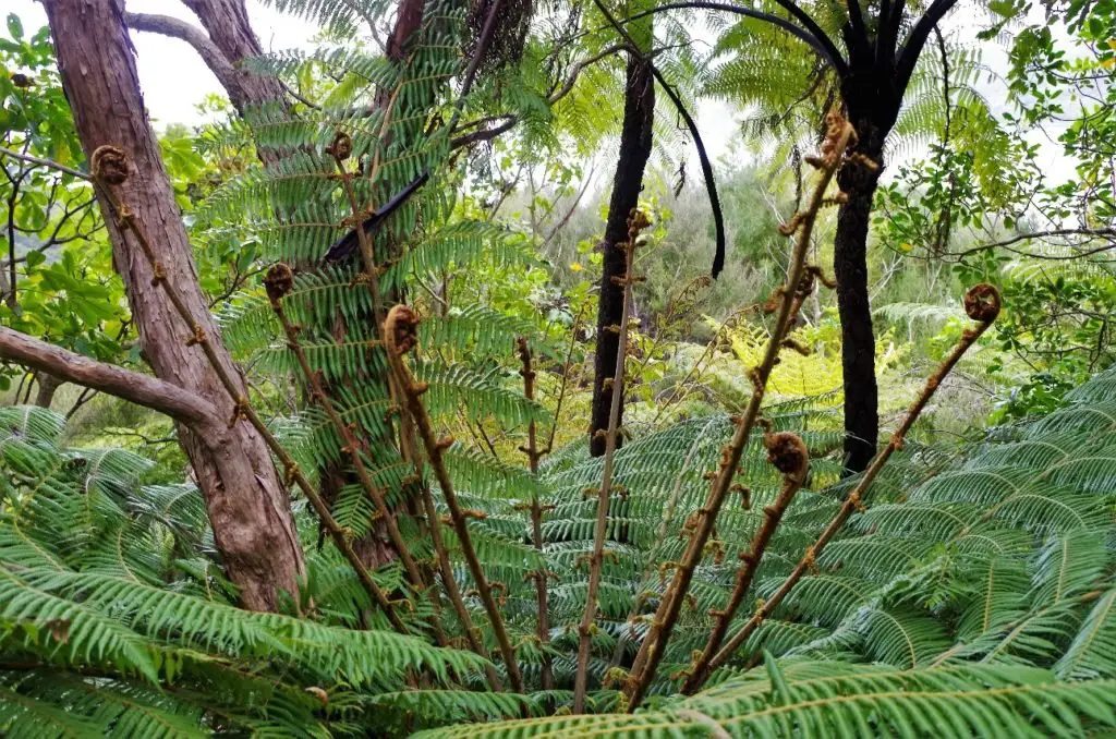 J'aperçois mes premiers Koru sur le sentier du Queen Charlotte Track en Nouvelle-Zélande