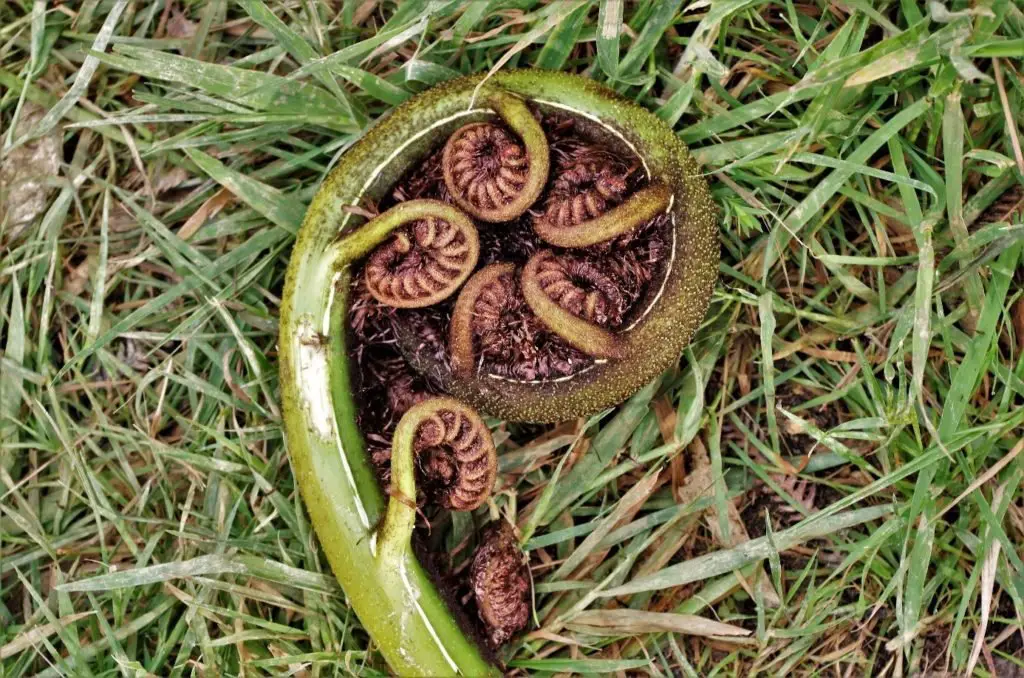 Koru, partie de la flore du Queen Charlotte Track