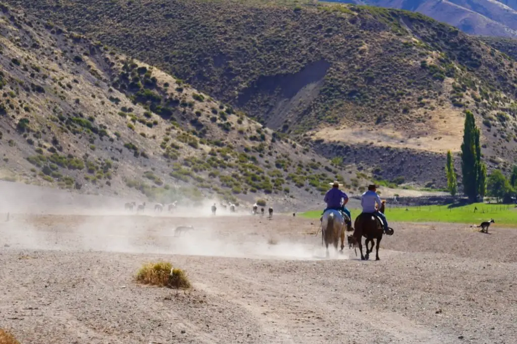les arieros ramènent le bétail dans la vallée en Amérique du Sud