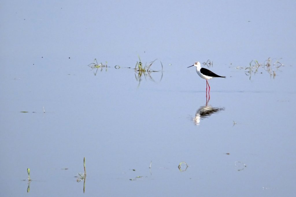 Oiseau en Italie dans le Piémont