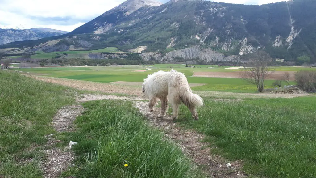 Patou gentil en arrivant à Château Garnier