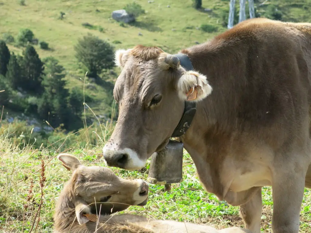 aperçu de deux vaches dans les pyrénées lors de notre séjour